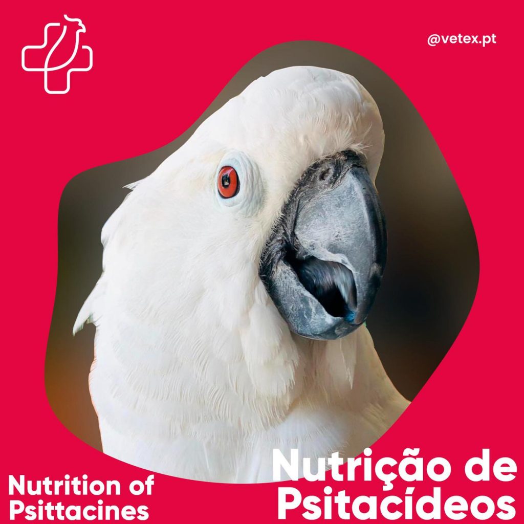 Nutrição de Psitacídeos