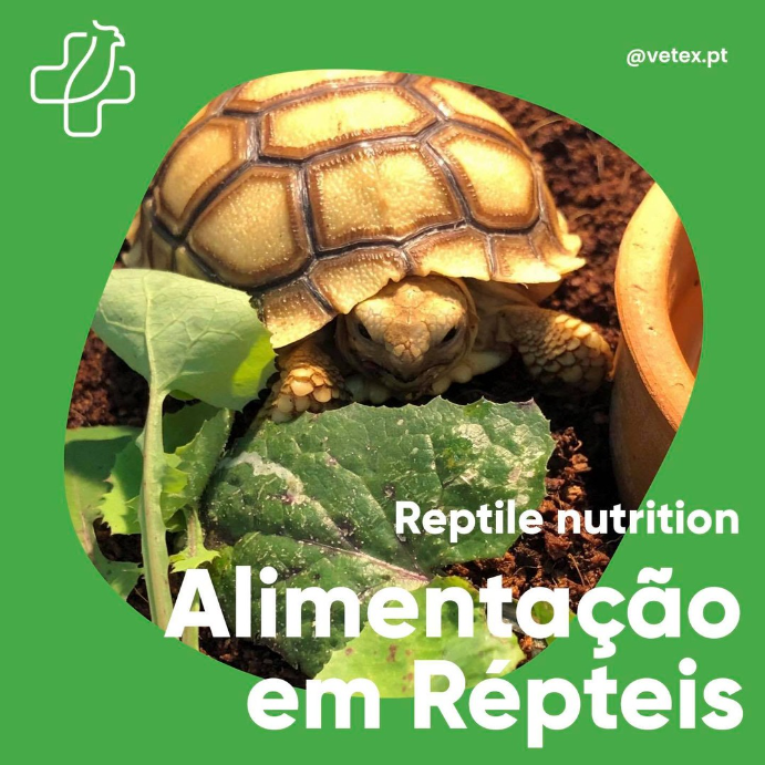 O que pode comer o meu réptil?