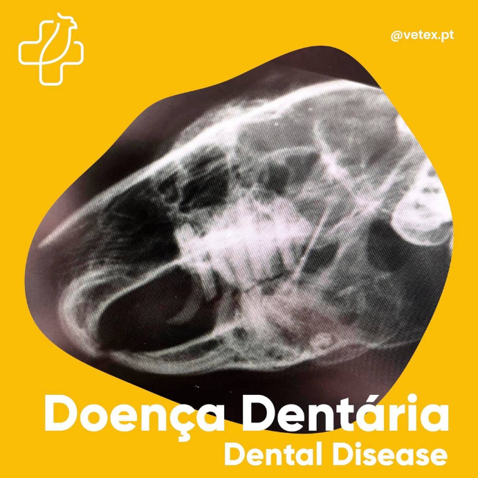 Crescimento Dentário em Coelhos e Roedores
