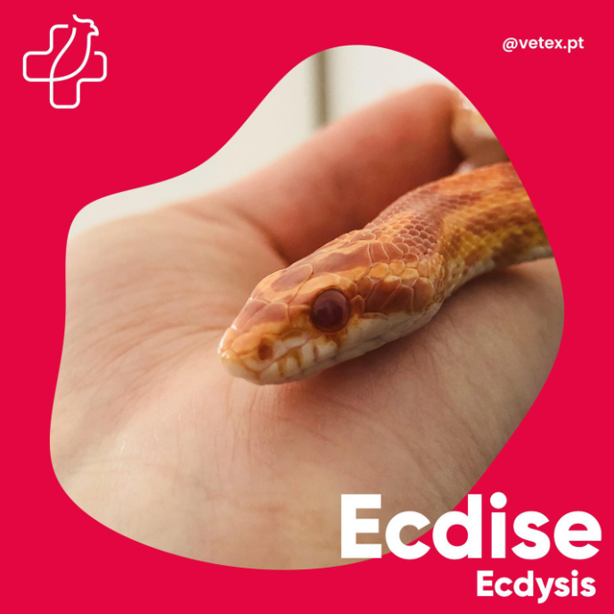 Muda de escamas em Répteis?