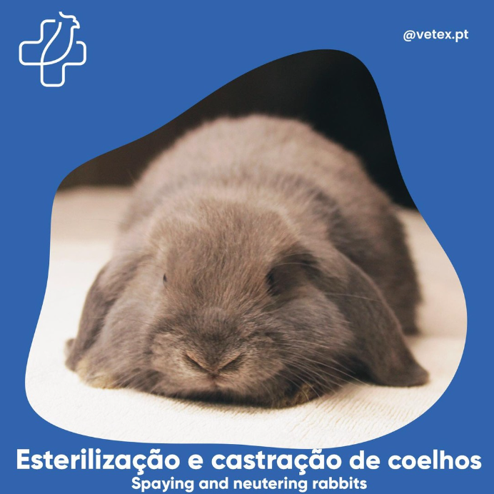 Esterilização e Castração em Coelhos?