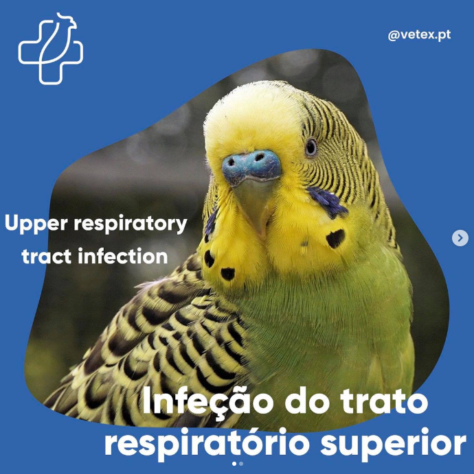 As aves podem ter infeções respiratórias?