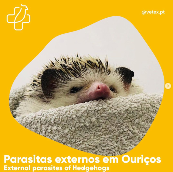 Os Ouriços também podem ter Parasitas Externos?